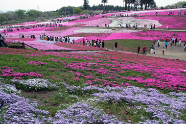 羊山公園 芝桜の丘(東の丘)