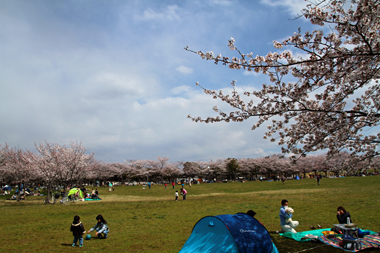 みさと公園(三郷市)芝生広場の桜