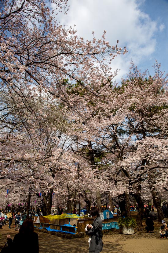 大宮公園 満開の桜2017年