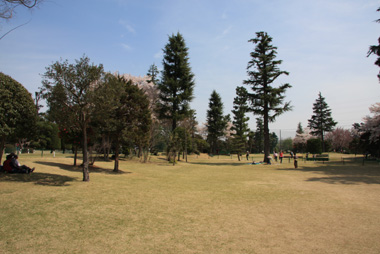 狭山稲荷山公園 満開の桜
