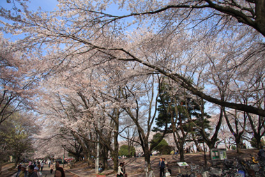 狭山稲荷山公園 満開の桜