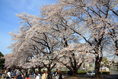 狭山稲荷山公園 満開の桜
