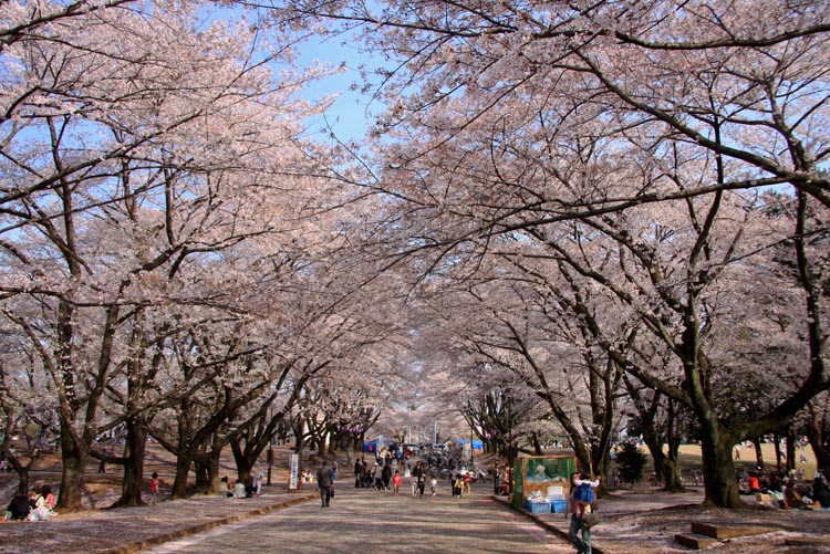 狭山稲荷山公園 満開の桜