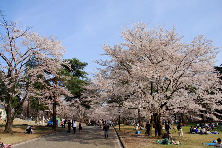 狭山稲荷山公園 満開の桜