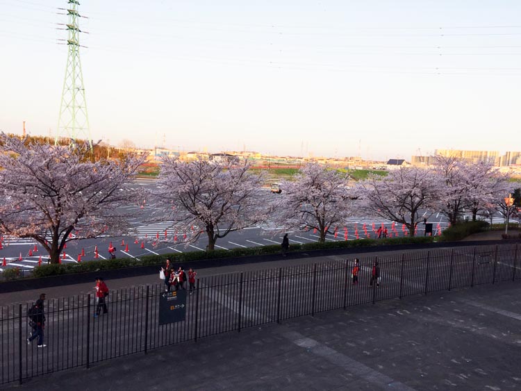 埼玉スタジアム2002公園　夕陽に輝く満開の桜とスタジアム(2017)