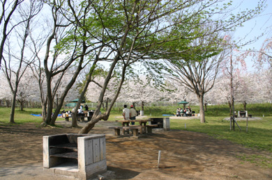 上尾丸山公園　桜まつり　バーベキュー場　かまど