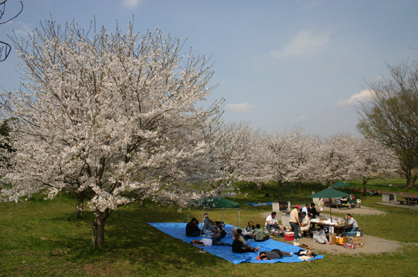 上尾丸山公園　桜まつり　バーベキュー場
