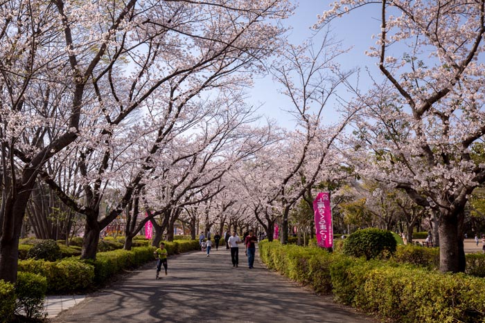 上尾丸山公園　満開の桜