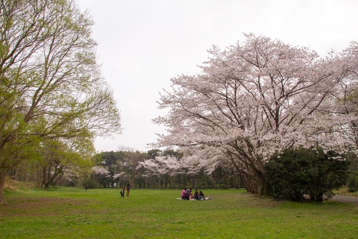 秋ヶ瀬公園　満開の桜