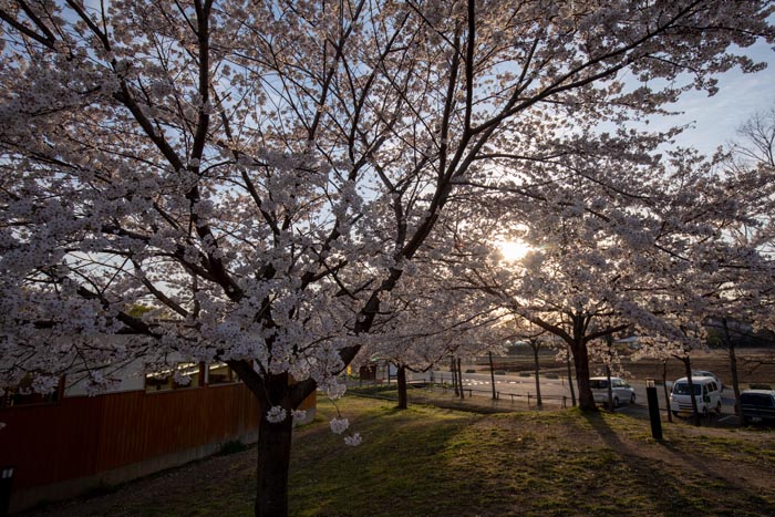 新しい村　満開の桜