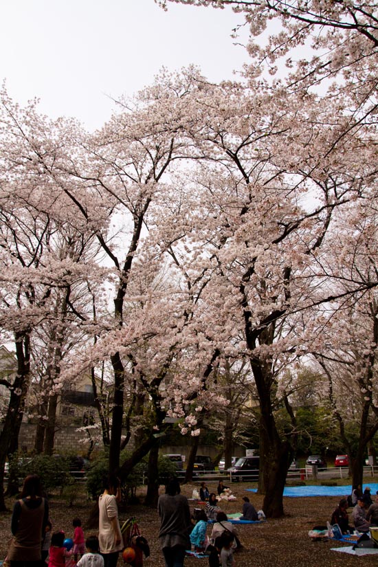 別所沼公園　桜