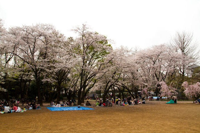 別所沼公園　桜