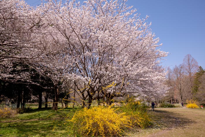 智光山公園　桜の園