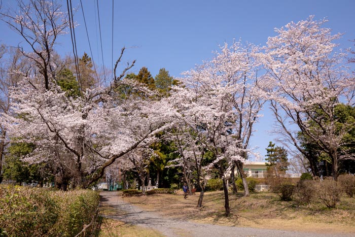 智光山公園　キャンプ場近くの桜