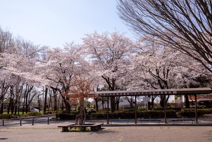 智光山公園　バス停あたりの桜