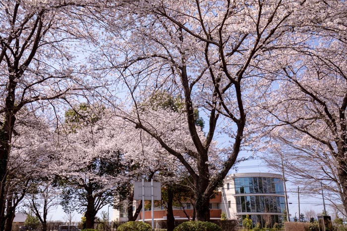 智光山公園　バス停あたりの桜
