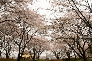 智光山公園　満開の桜　ヤマザクラ