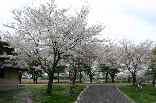 県民健康福祉村　2007年の桜