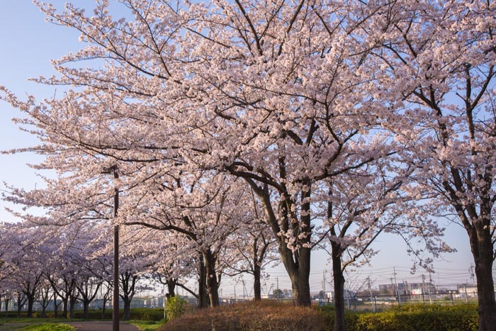 ふれあいの森公園　市役所から連なる桜並木