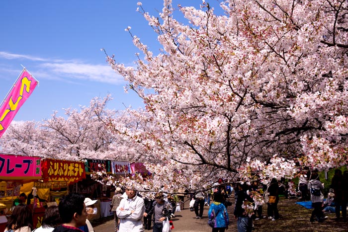 権現堂公園　桜