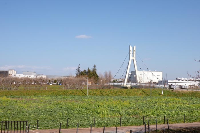 権現堂公園　3号公園と4号公園を結ぶ「外野橋」
