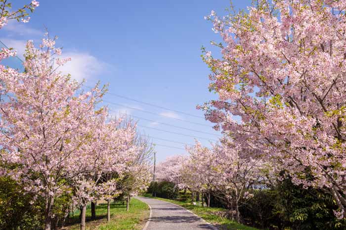 権現堂公園　1号公園　満開の桜