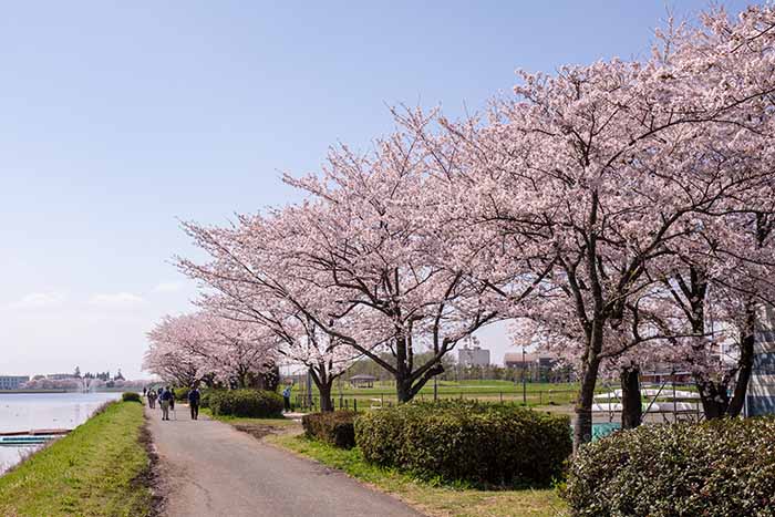 権現堂公園　2号公園　満開の桜