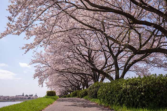 権現堂公園　2号公園　満開の桜