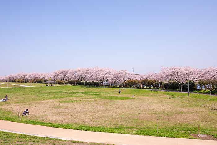 権現堂公園　2号公園　満開の桜　調整池と桜