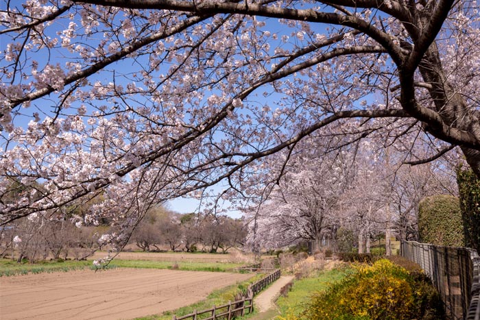 大宮花の丘農林公苑　満開の桜