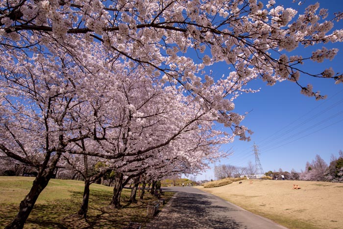 大宮花の丘農林公苑　満開の桜