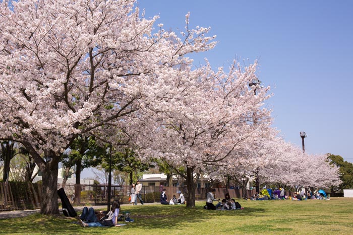 羽生水郷公園　駐車場脇の芝生広場　桜並木