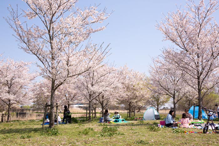 羽生水郷公園　満開の桜