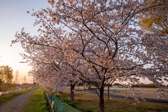 はらっパーク宮代（金原運動公園）　満開の桜並木