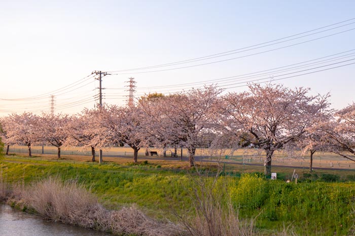 はらっパーク宮代　隼人堀川沿いに立つ27本の桜並木　満開