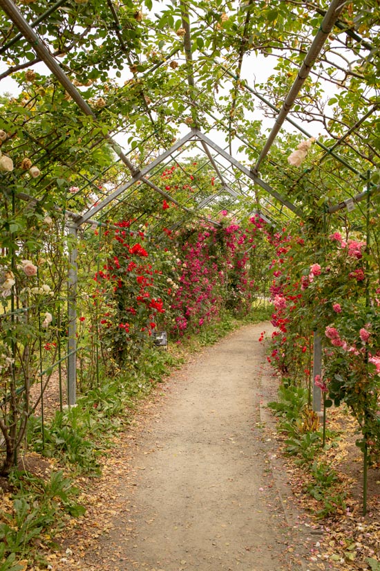 平成の森公園　バラの小径