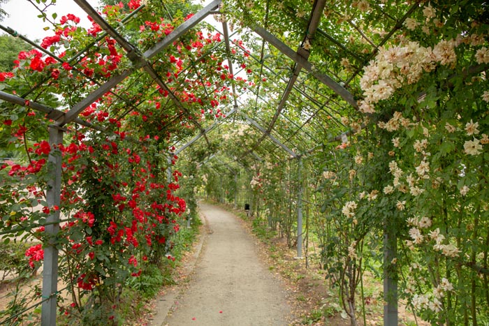 平成の森公園　バラの小径