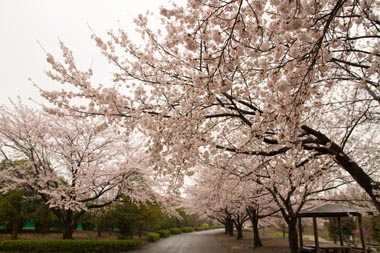 日高総合公園　桜並木