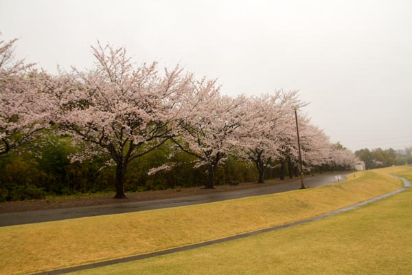 日高総合公園　桜並木