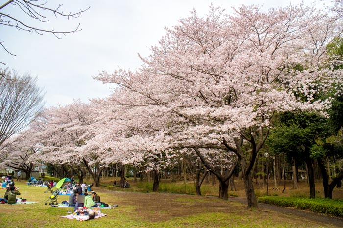 平塚公園　満開の桜