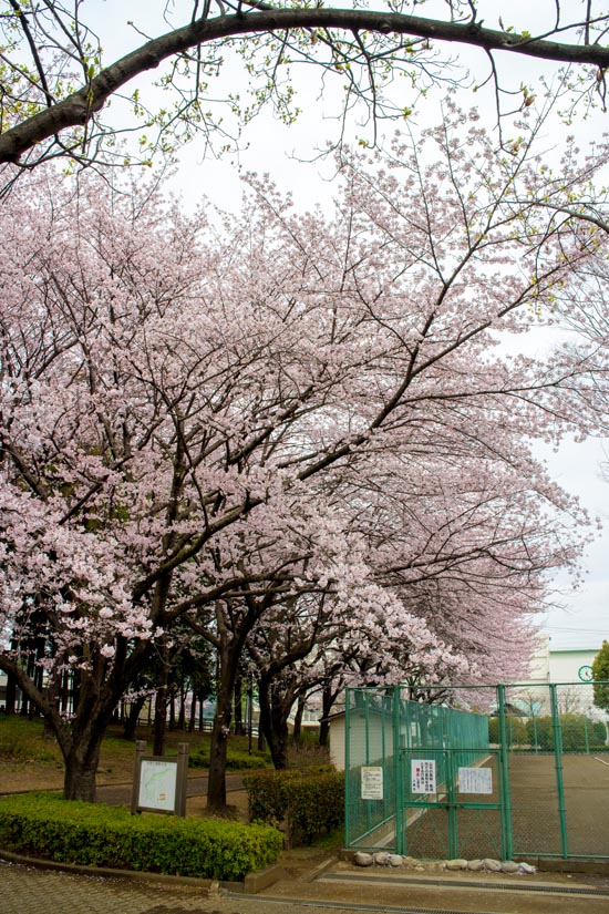 平塚公園　満開の桜