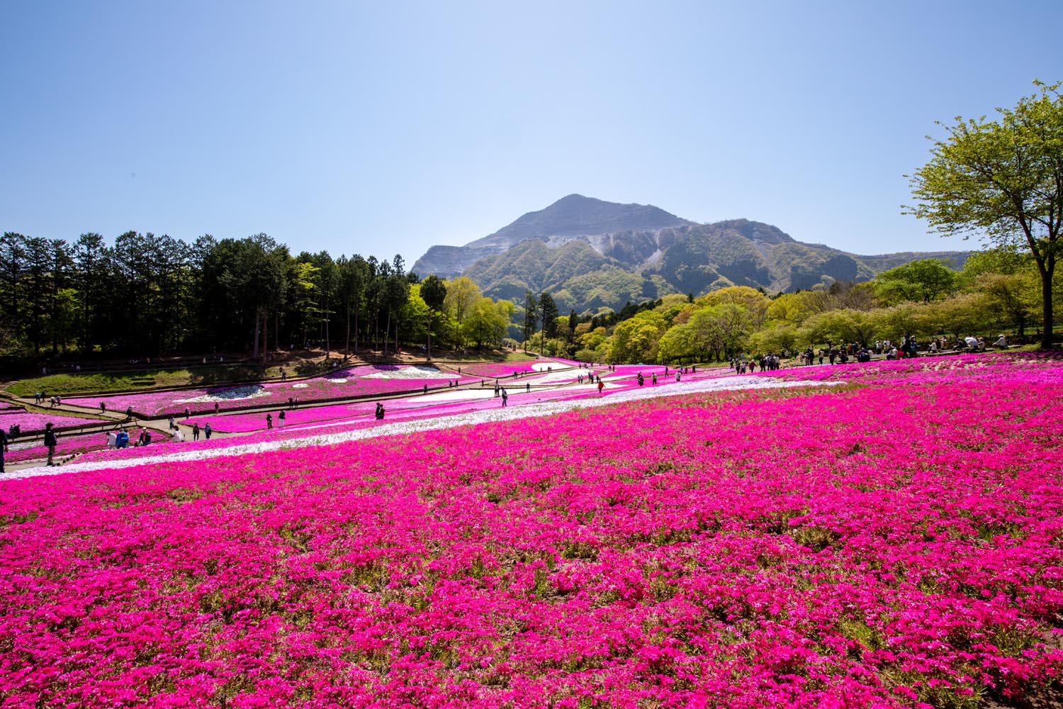 羊山公園（秩父市）芝桜の丘／公園へ行こう！