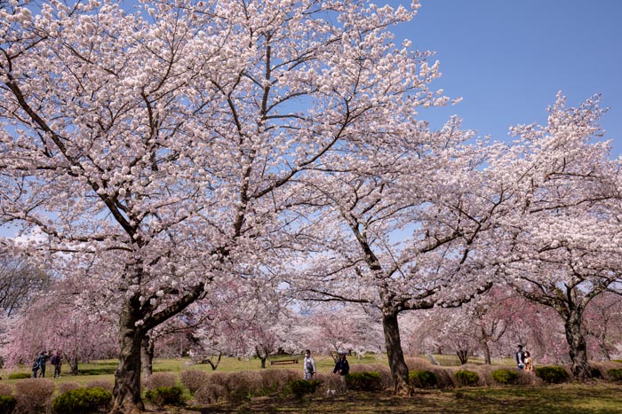 羊山公園　満開の桜