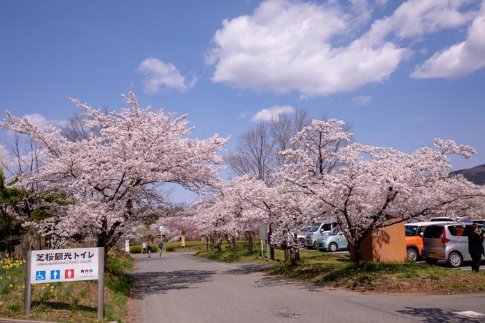 羊山公園　満開の桜
