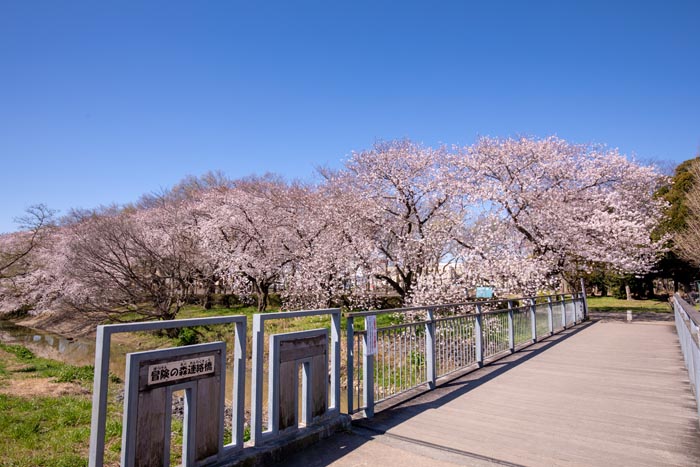 伊佐沼公園　満開の桜　2020年