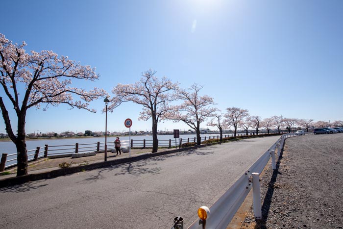 伊佐沼公園　満開の桜　2020年