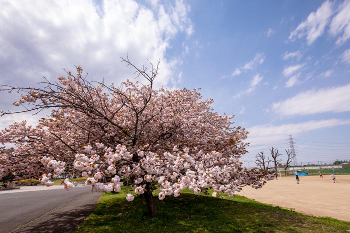 岩槻文化公園　八重桜並木