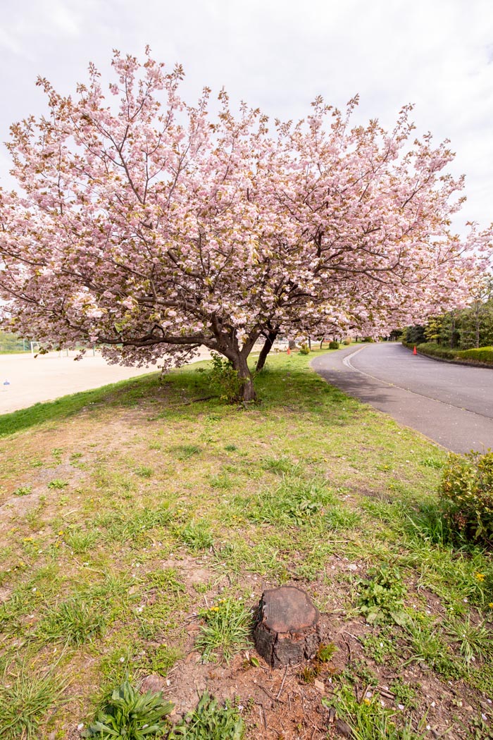岩槻文化公園　八重桜並木