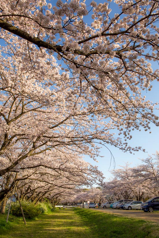 岩槻城址公園　満開の桜（2017）