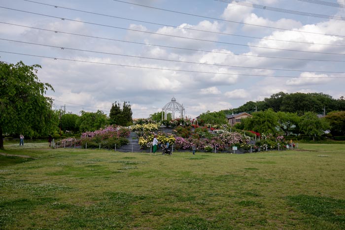 上平公園　芝生広場　バラの丘（2019年春）